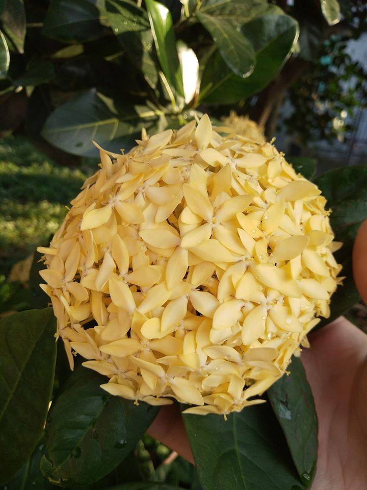 Flower