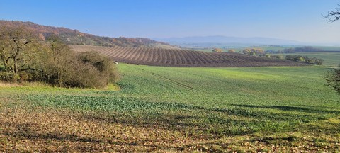 tree, slope Hintergrundbilder