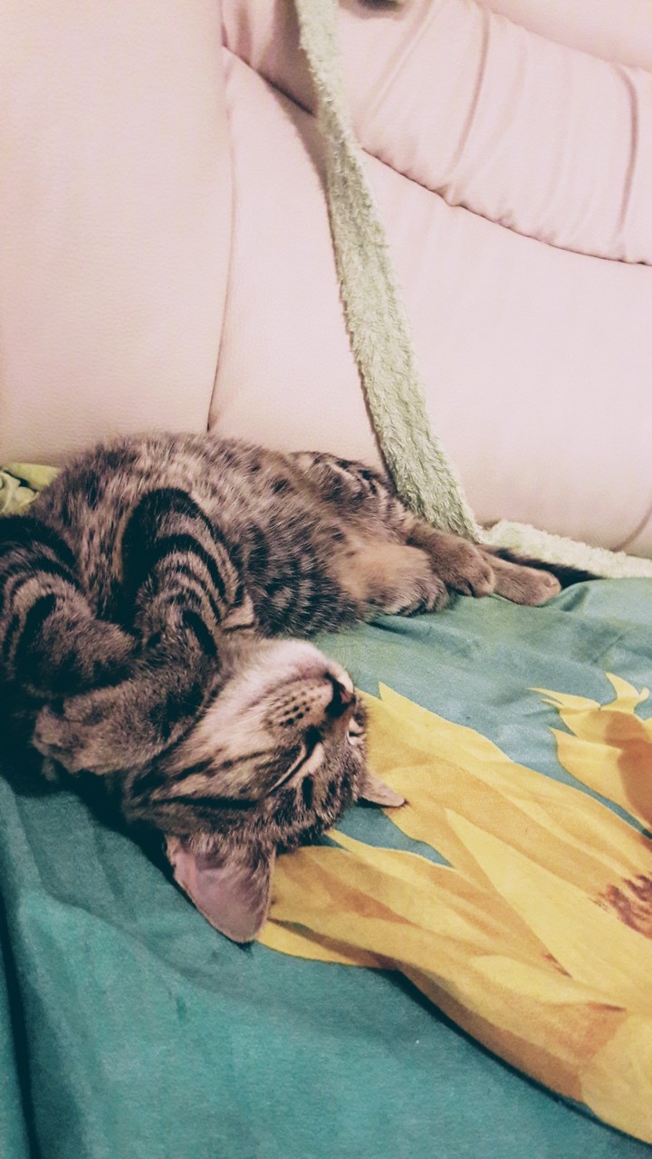 My Masha