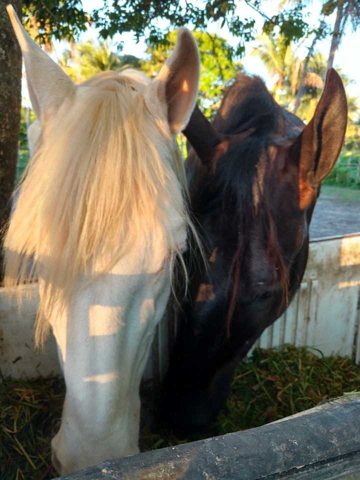 cavalo