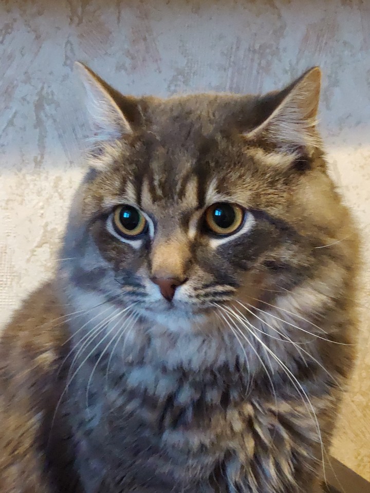 siberian cat