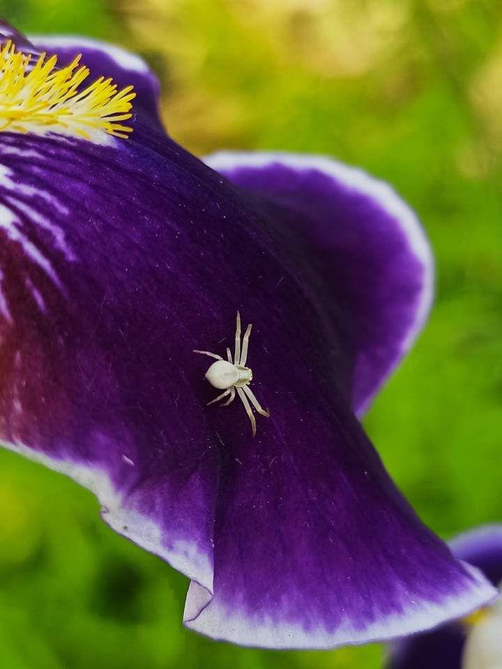 Spider