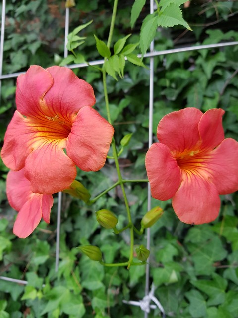 shrub, flower壁紙
