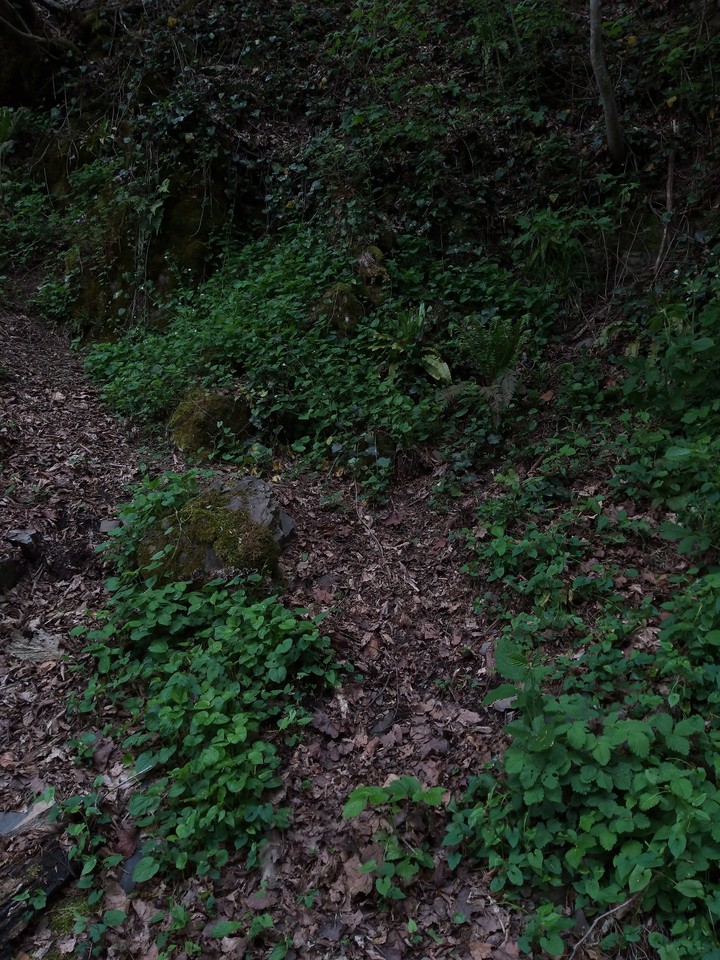 forest.