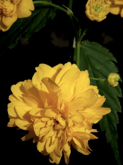 sfondi Yellow, tagetes