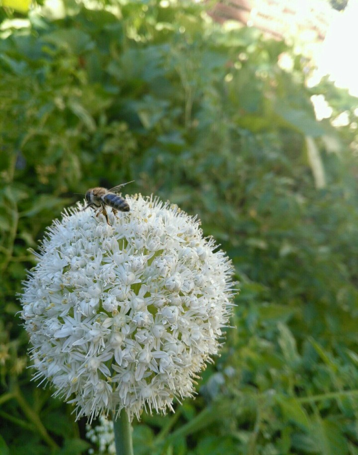 Saoğan Sapı Çiçeği(Onion Blossom)