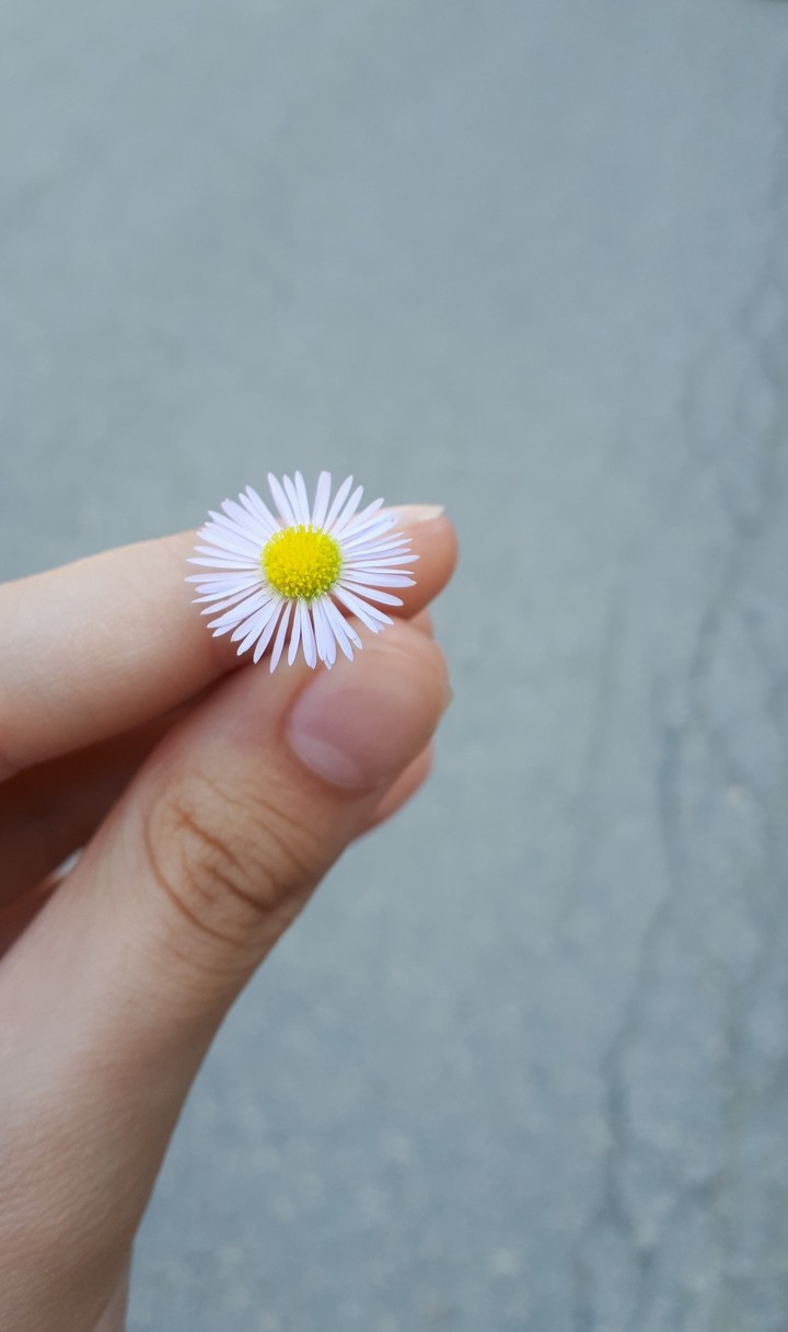 Daisys are lovely