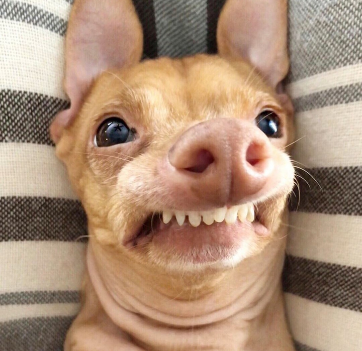 dog