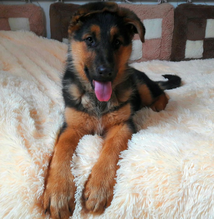 любимка