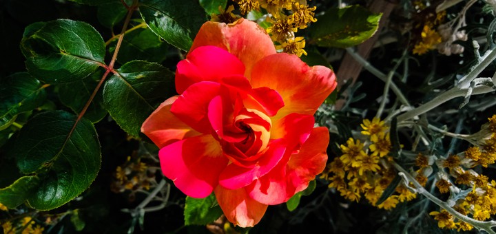 BEAUTİFUL FLOWER