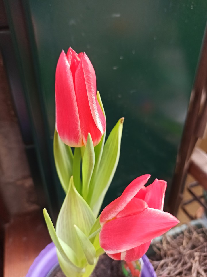 tulipani