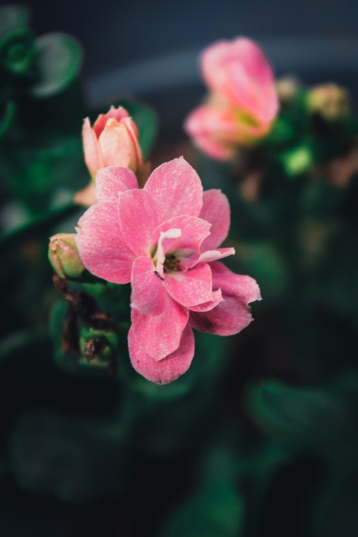 kalanchoes ?