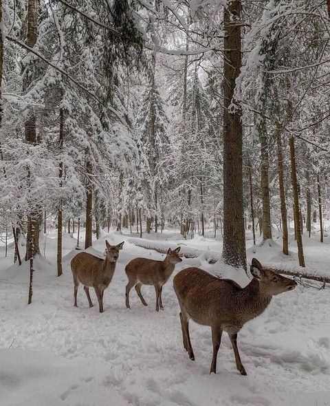 Deer, Winter, Snow