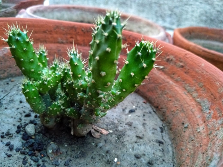 cactus