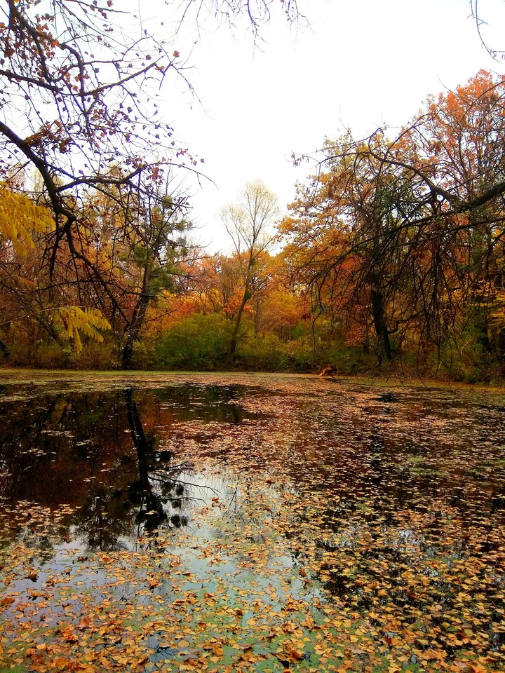 Tree's and lake