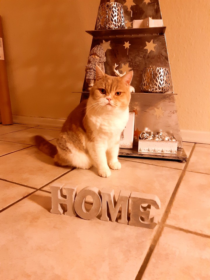 Katze