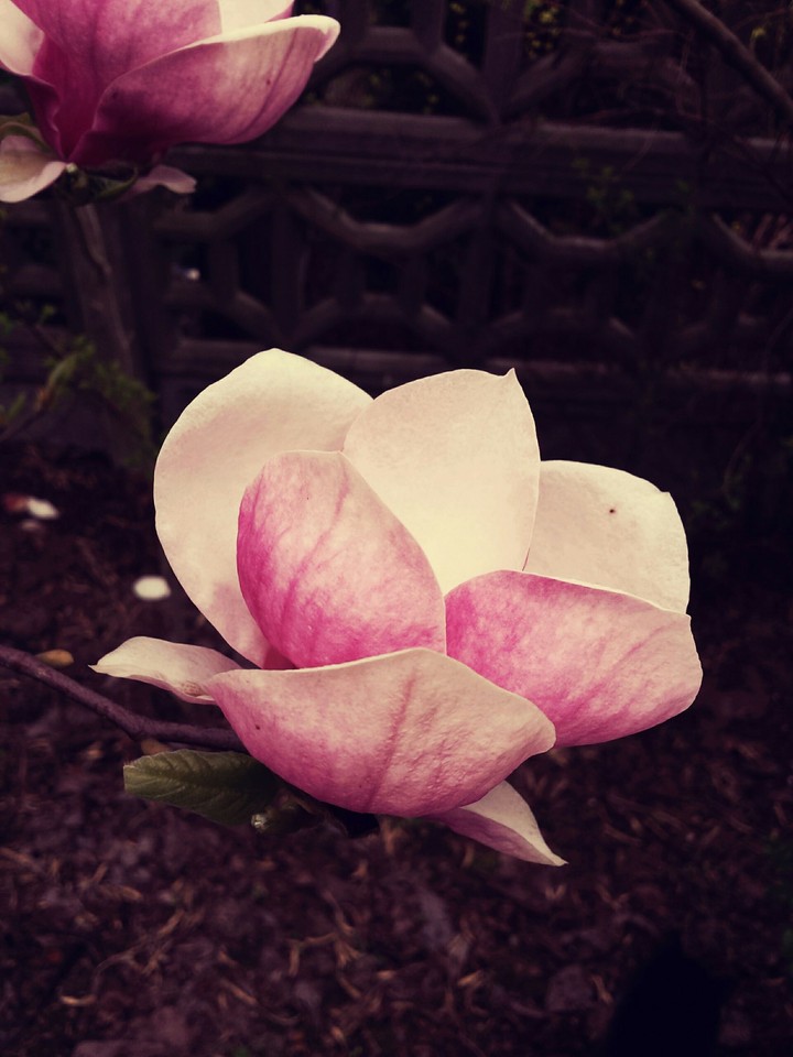 magnolia tree