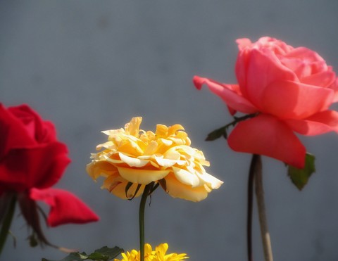 тапети flower, love