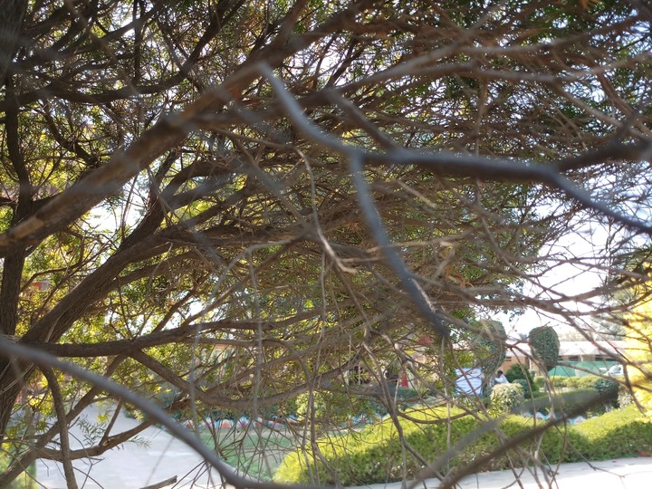 garden