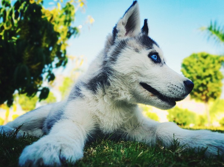 Whiskey the Husky