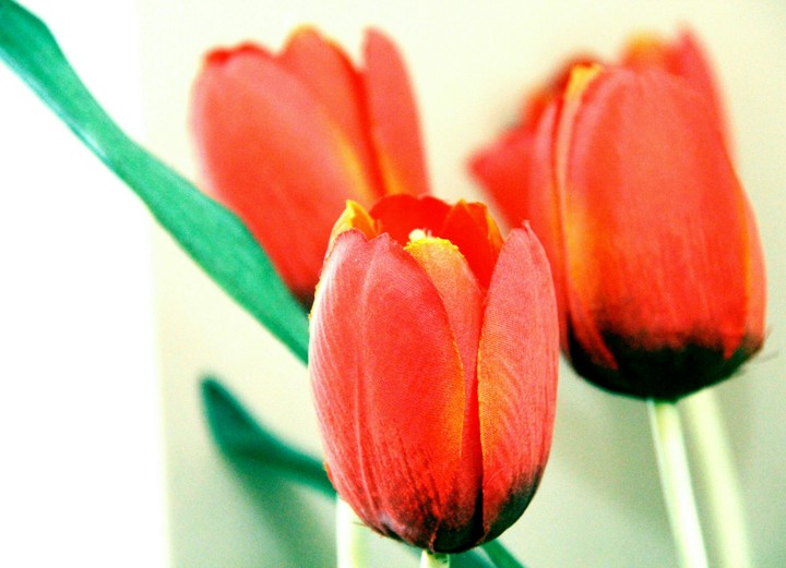 Tulips