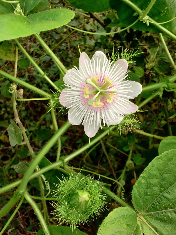 Beautiful flower