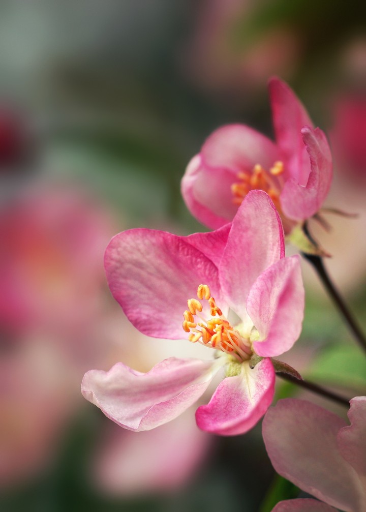 Hall's Crab(Apple Tree)