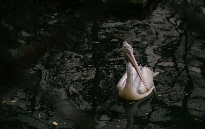 pelican wallpaper