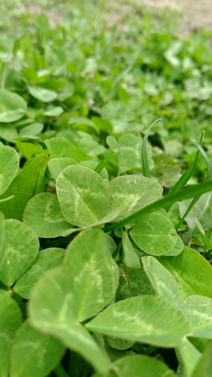 clover