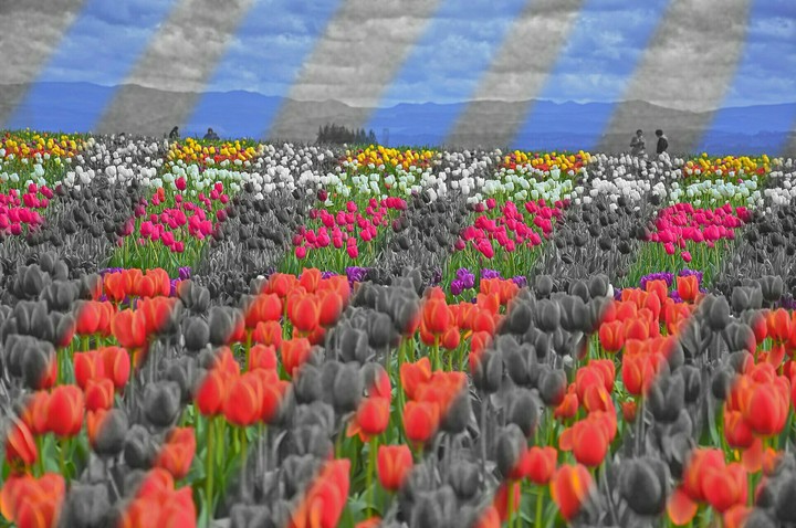 black and white vs colour