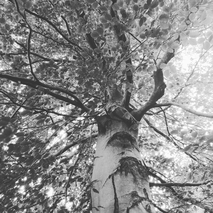 albero