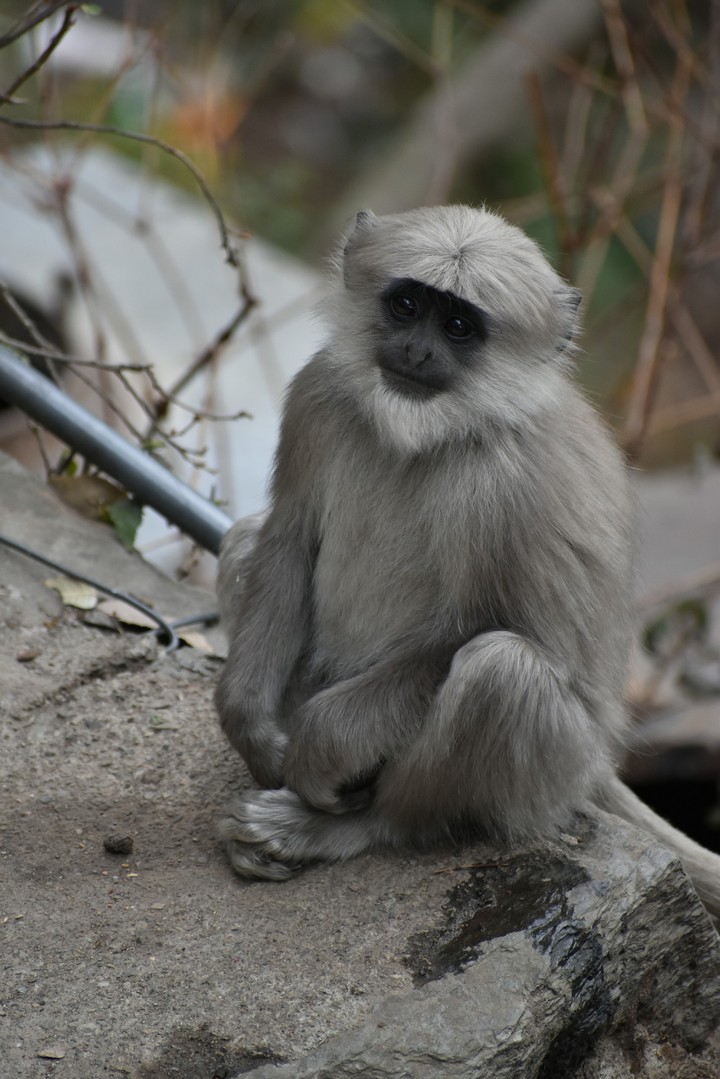 cute baby monkey