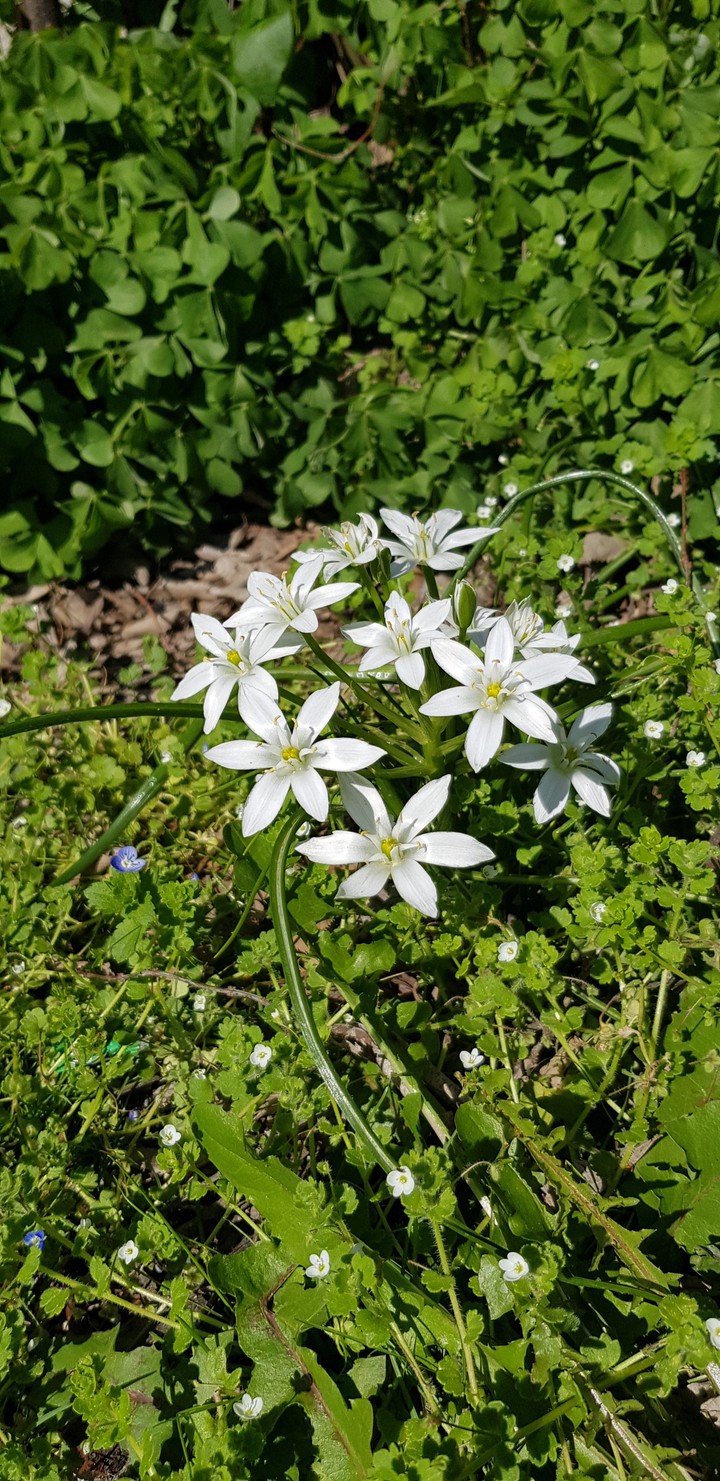 white beauty