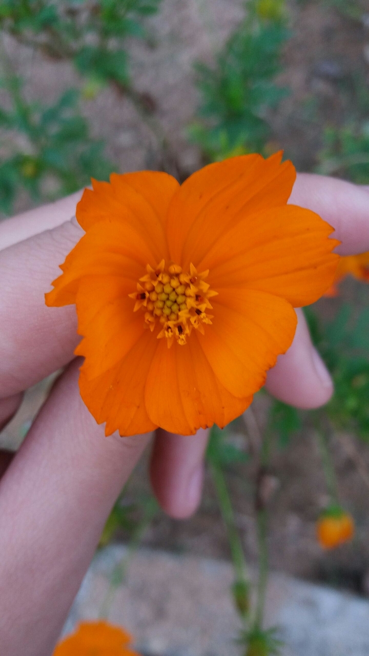 Orange Flower