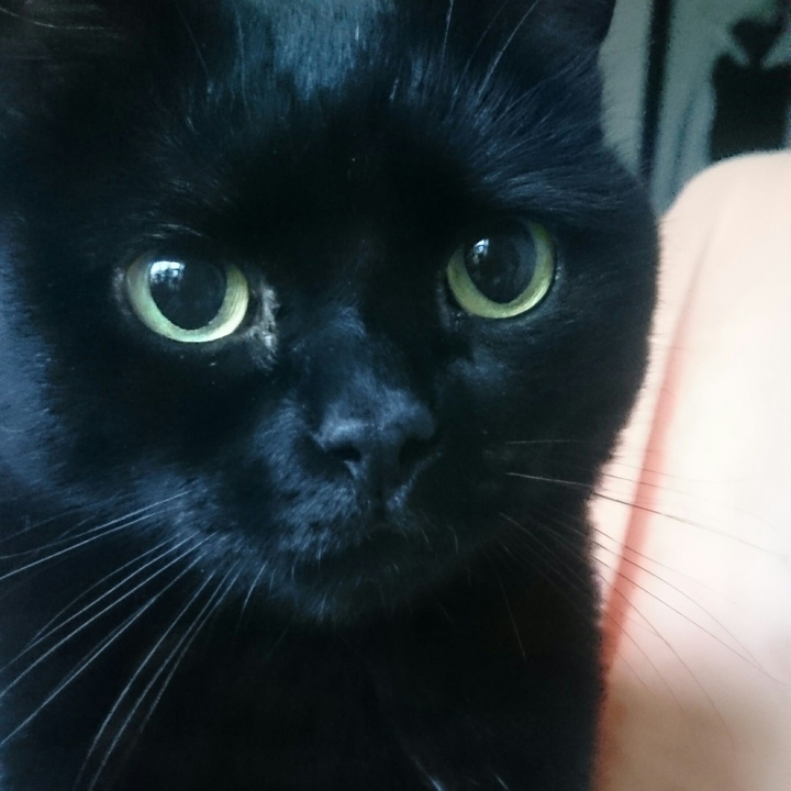 чёрный кот 