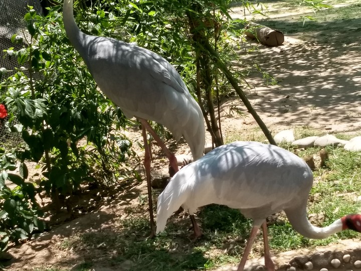 two birds