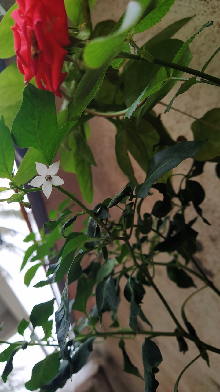 Two flowers in a single frame