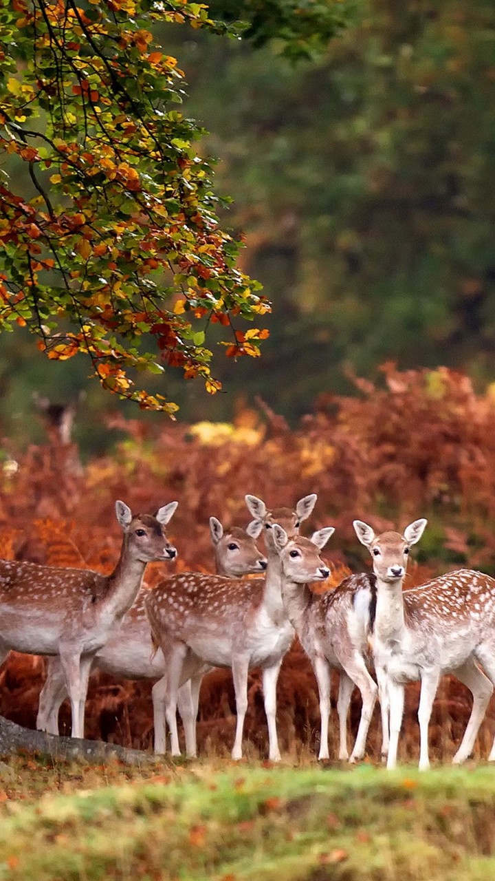 Cuteee  Deer