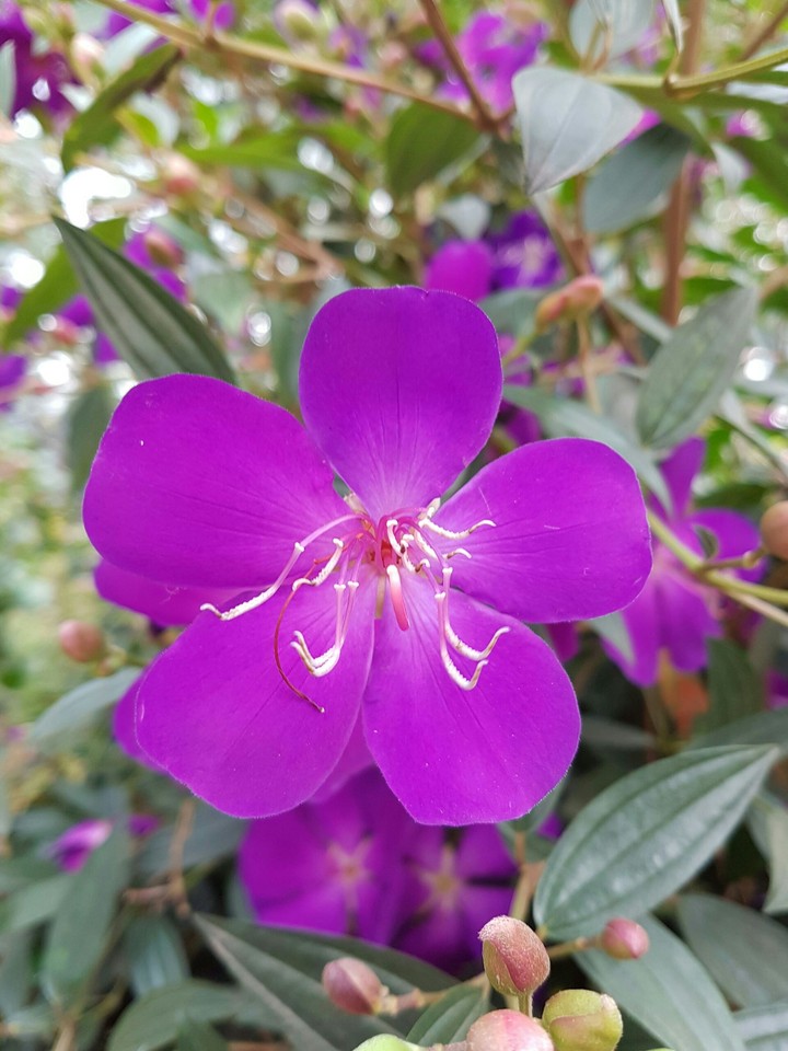 flower 3