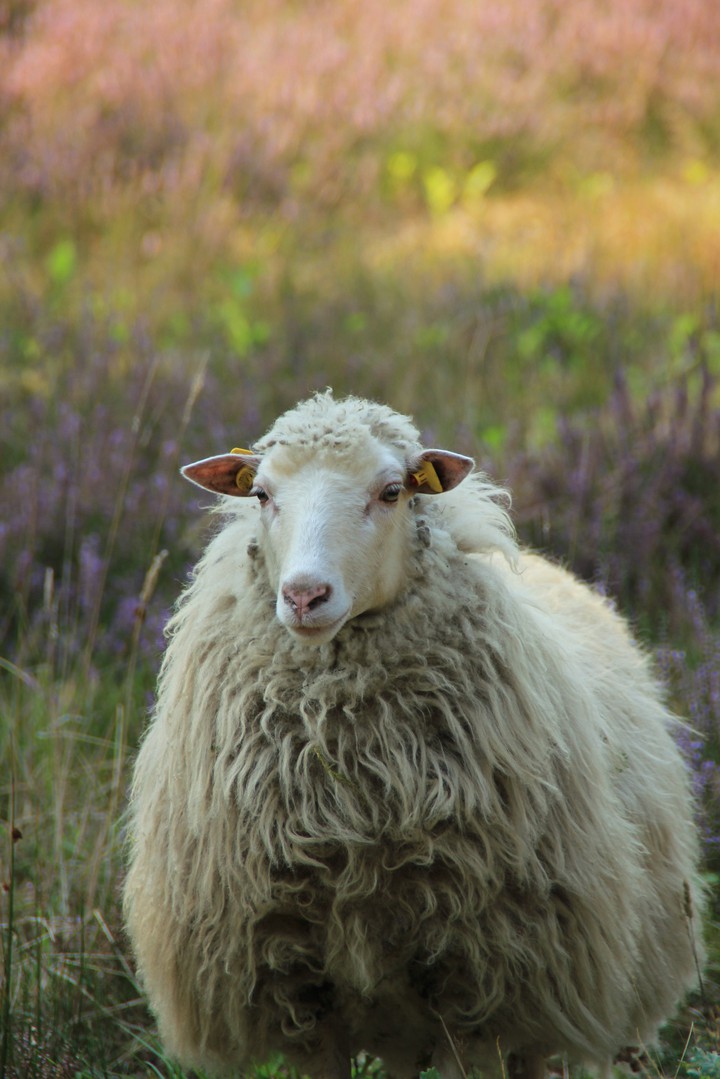 sheep love