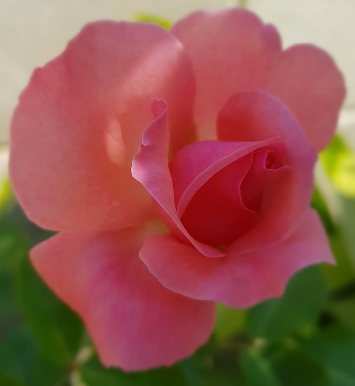 Rosa
