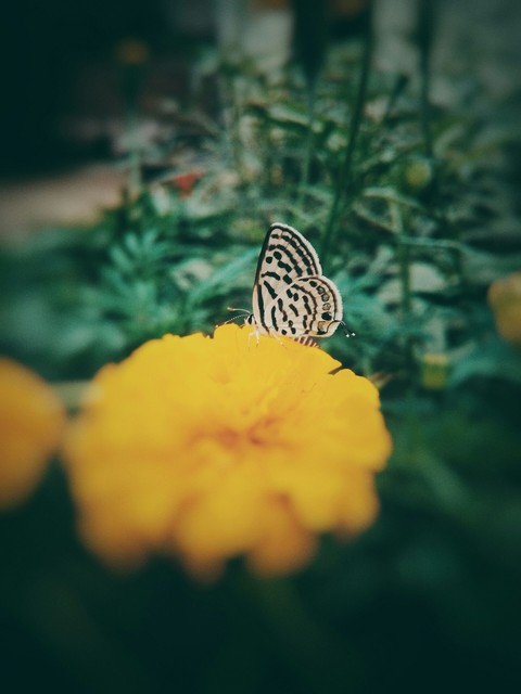 butter+fly= butterfly