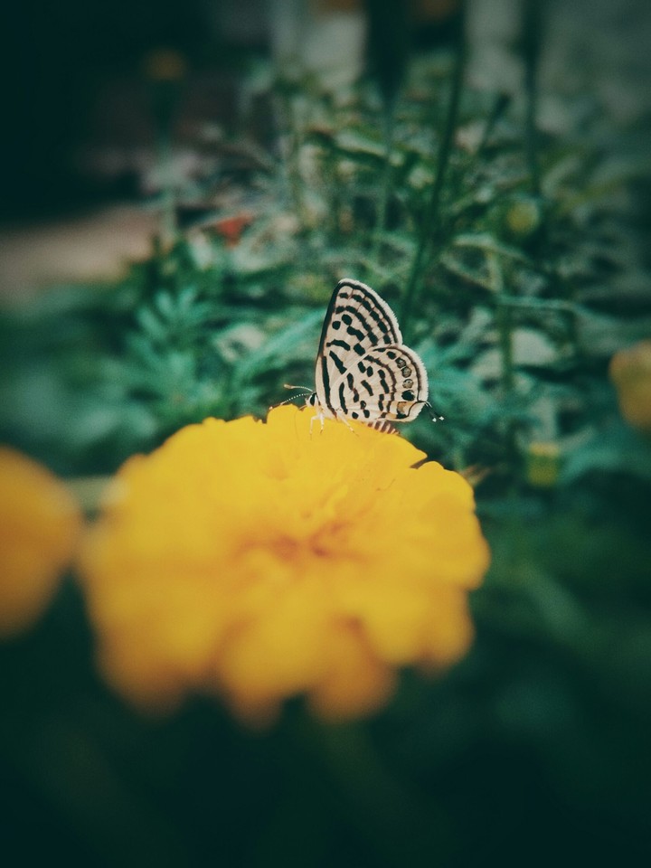 butter+fly= butterfly