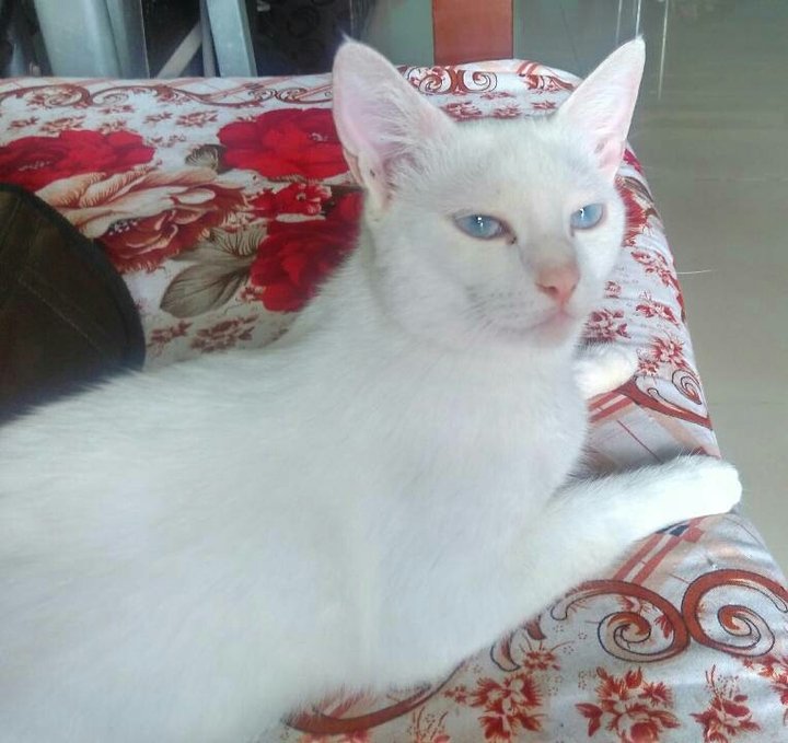 cat