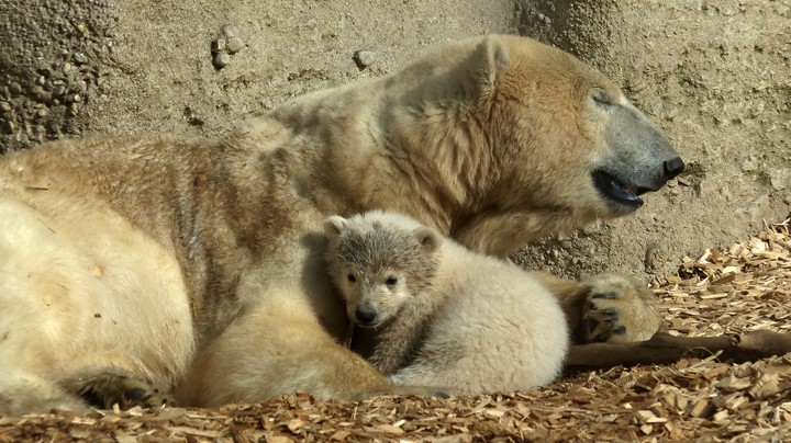 Tierpark Hellabrunn 2014