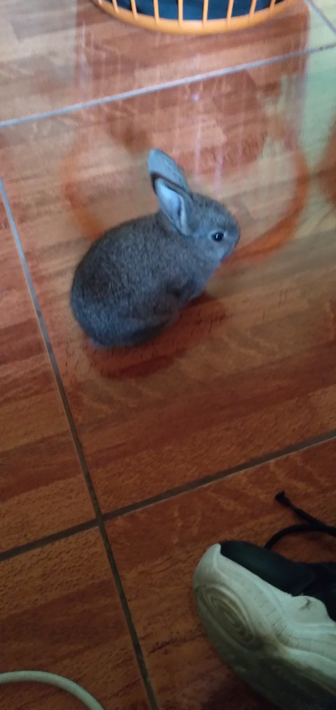 mi conejo