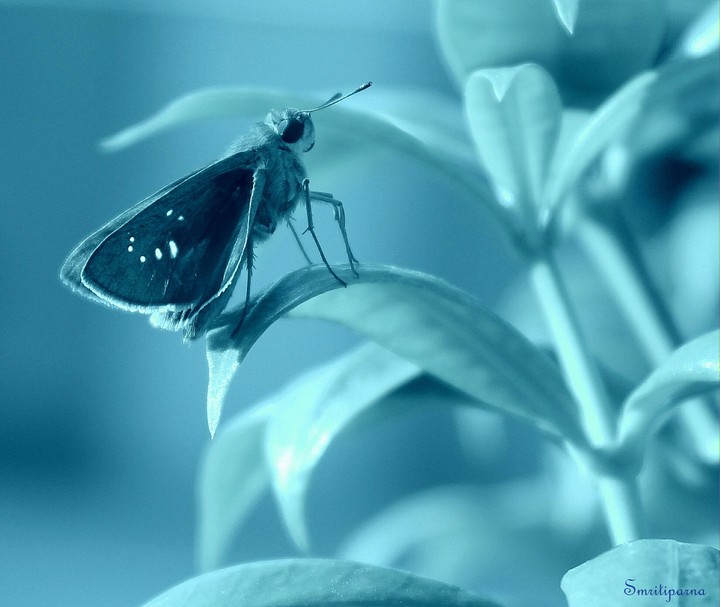 beauty in blue