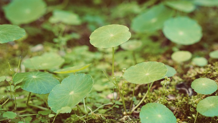 sprout