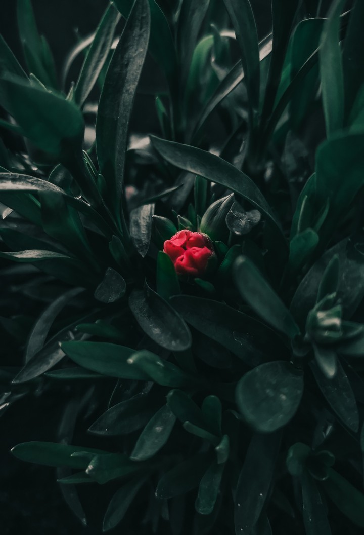 Contrast
