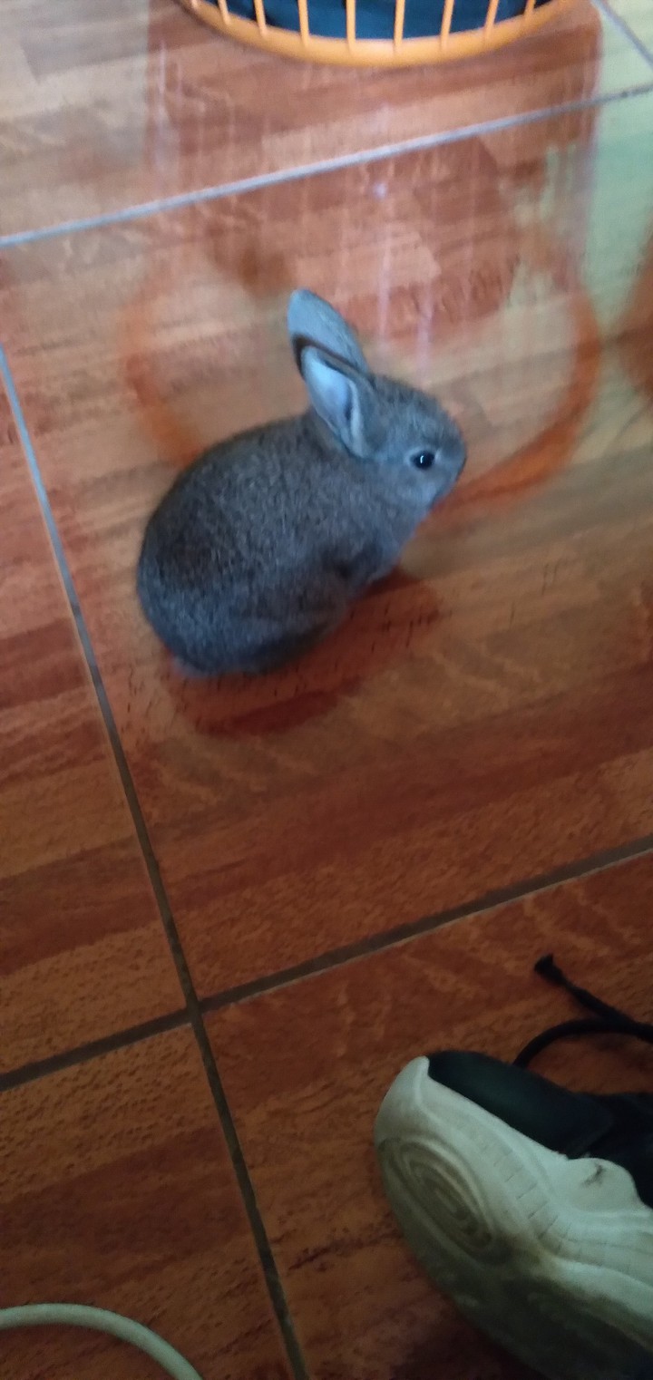 mi conejo